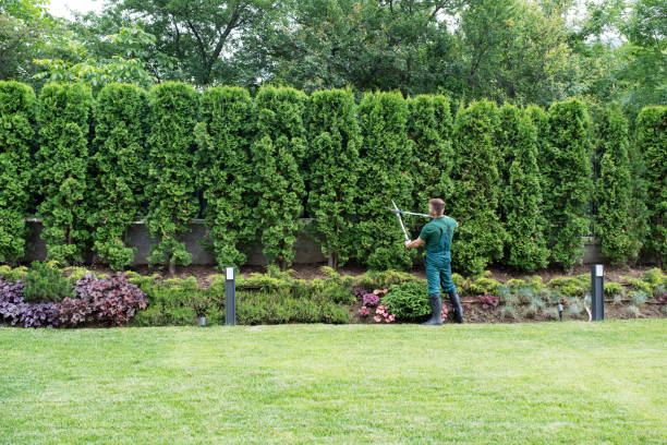 Lawn Maintenance Plans in Velva, ND