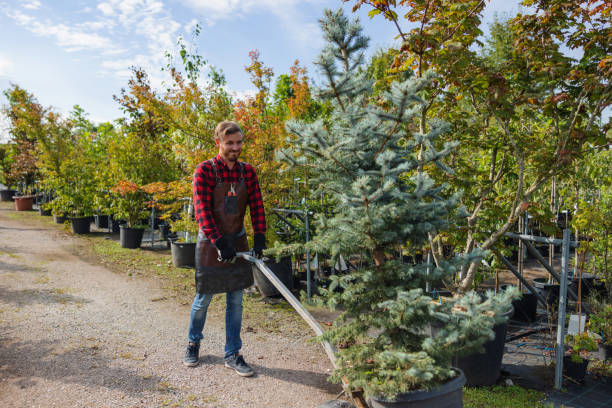 How Our Tree Care Process Works  in  Velva, ND